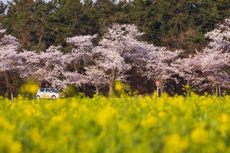 早春の桜と菜の花