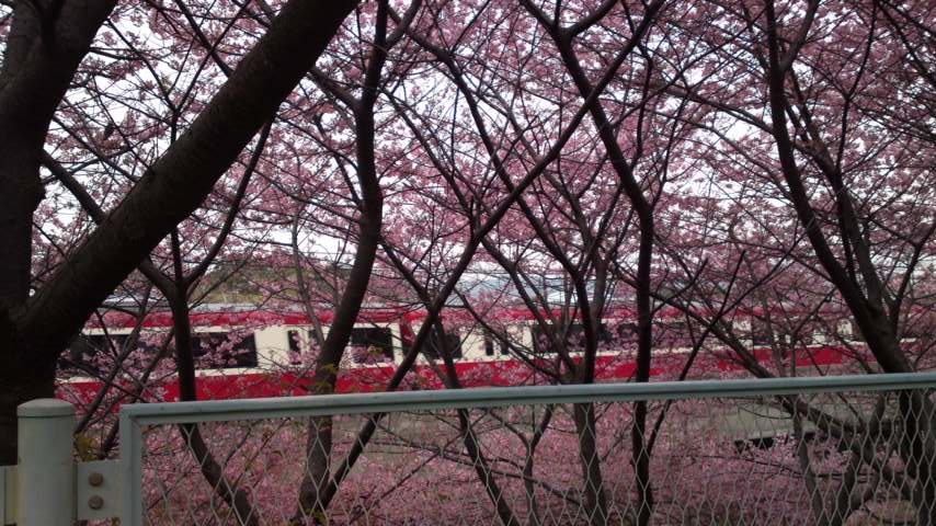 京急と河津桜