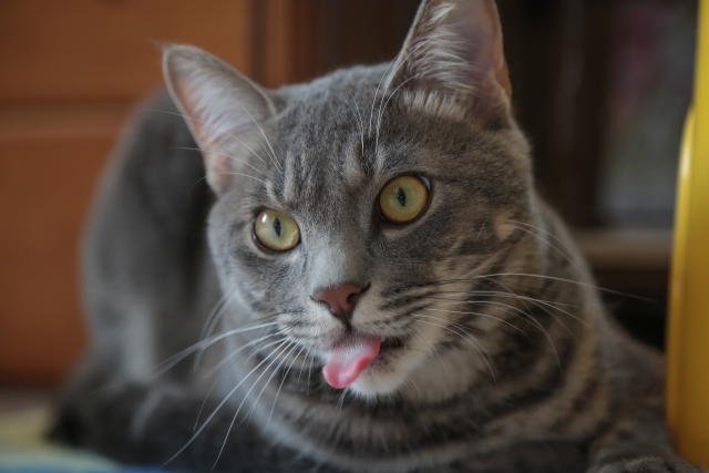 舌が出ているネコ