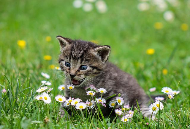 草原の中の猫