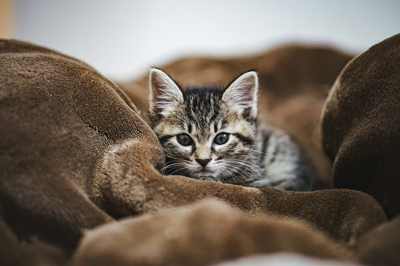 毛布の中の猫