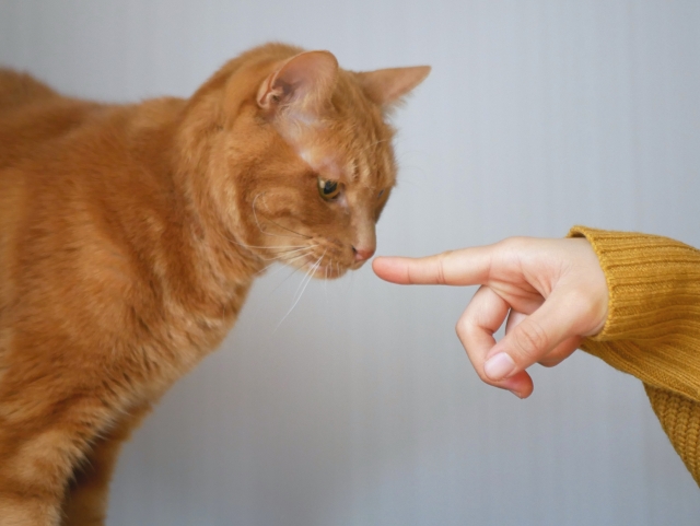 指の先に鼻をくっつける猫
