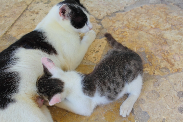 母猫と子猫