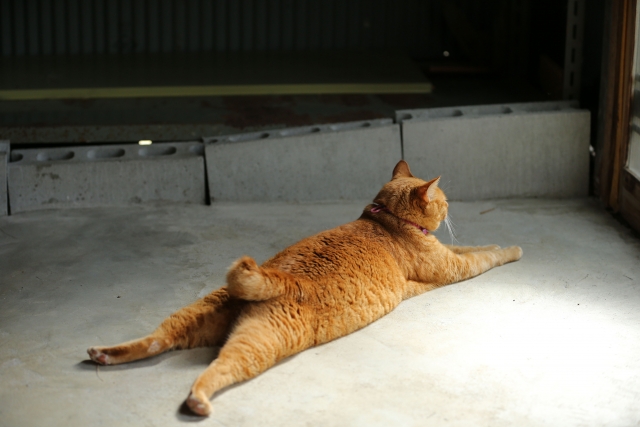 うつぶせの猫