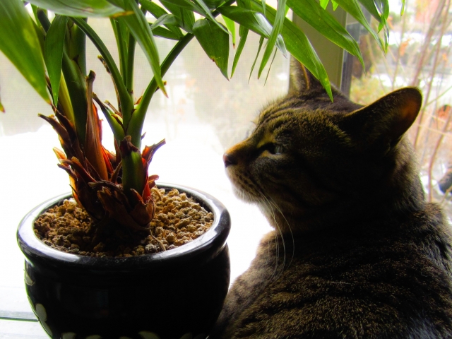 植物と猫
