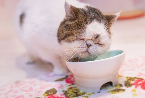 キャットフードを食べる猫