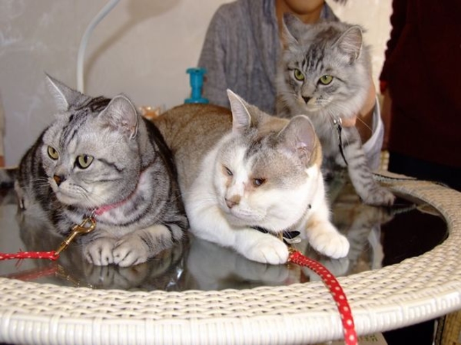 フロマージュに３匹の猫