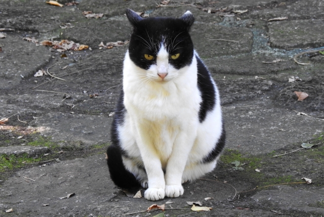 猫が吐いたときの正しい対処法