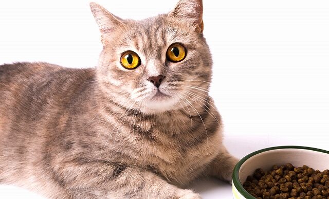 吐きやすい高齢猫におすすめのフード3選（ドライ＆ウェット）