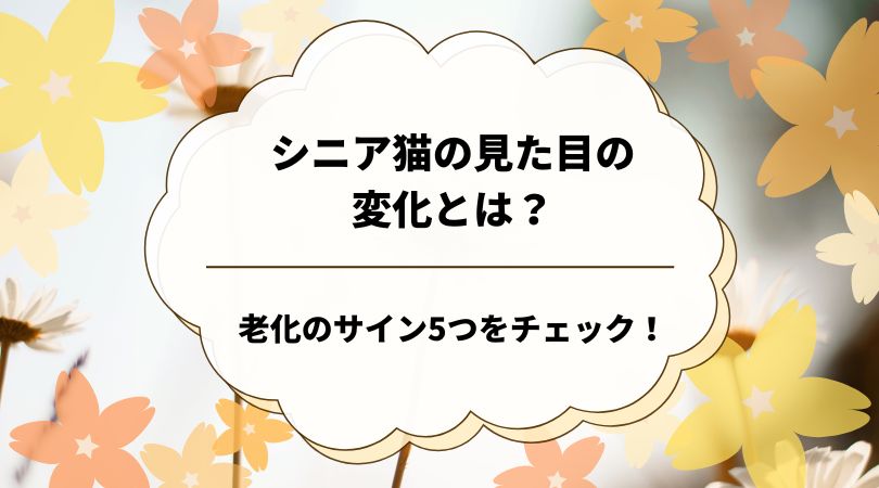 シニア猫の見た目の変化とは？老化のサイン5つをチェック！