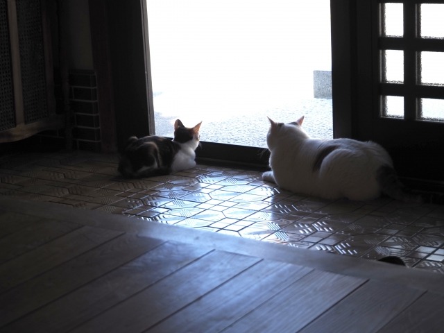 にゃんガードとは？