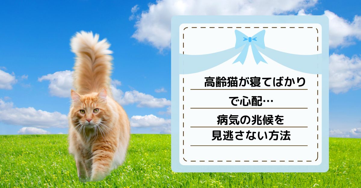 高齢猫が寝てばかりで心配…病気の兆候を見逃さない方法