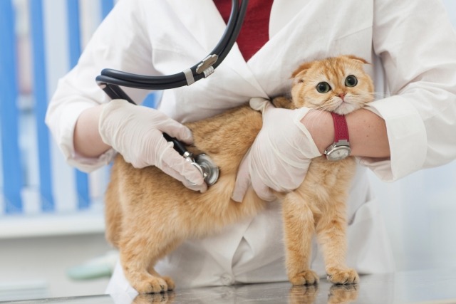 獣医に相談すべきタイミングとは？