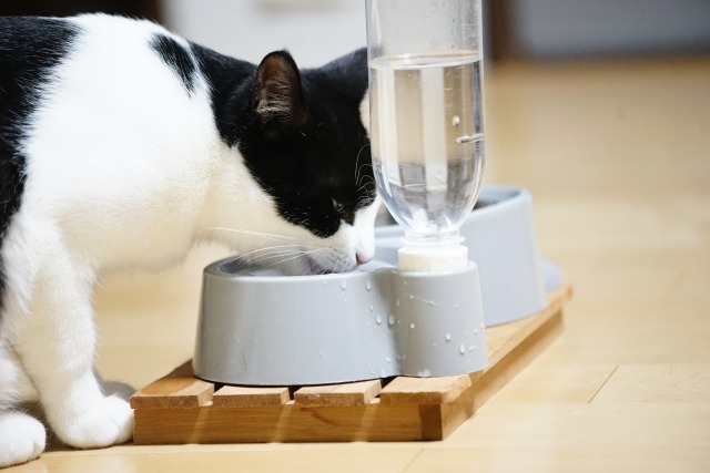 高齢猫が水を飲まなくなる主な原因5つ