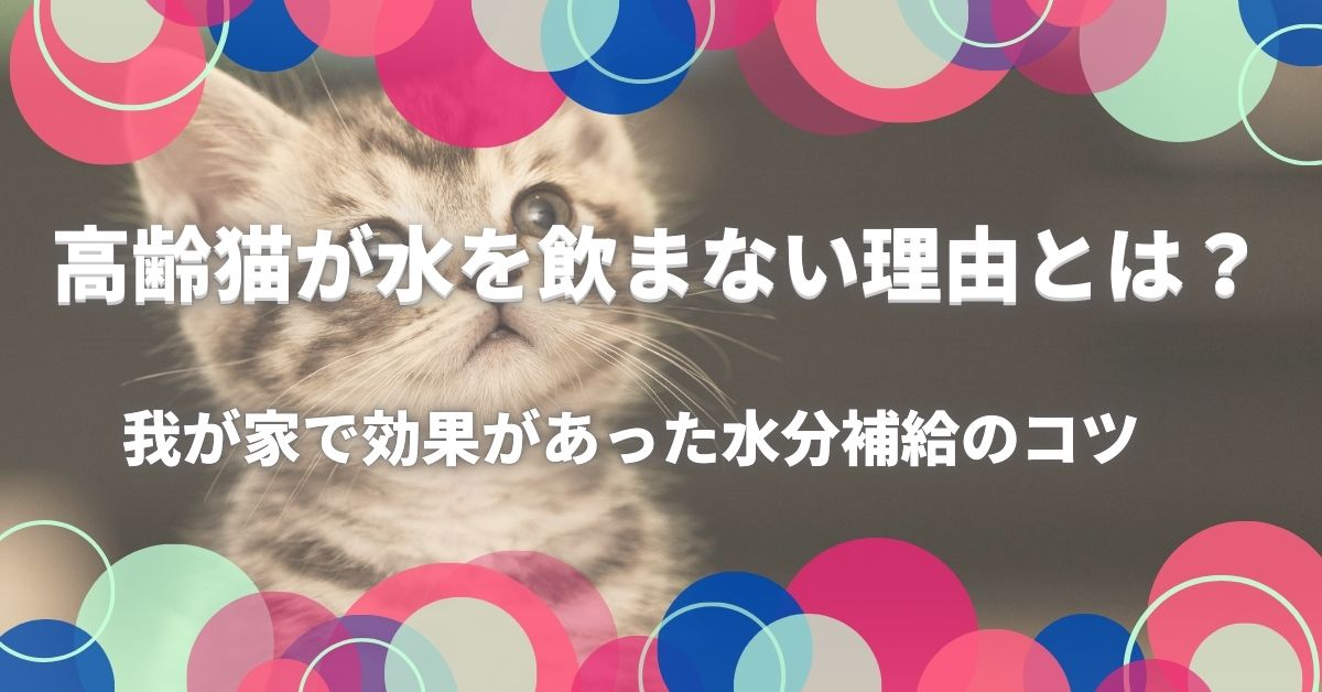 高齢猫が水を飲まない理由とは？我が家で効果があった水分補給のコツ