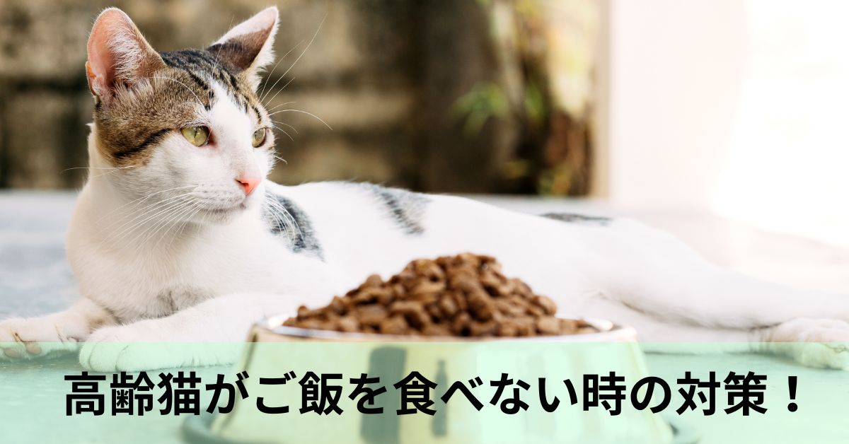 高齢猫がご飯を食べない時の対策！私の経験からわかったこと
