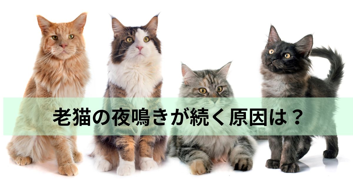 老猫の夜鳴きが続く原因は？猫の認知症の初期症状と対策を解説