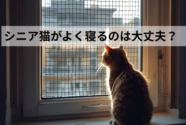 シニア猫がよく寝るのは大丈夫？