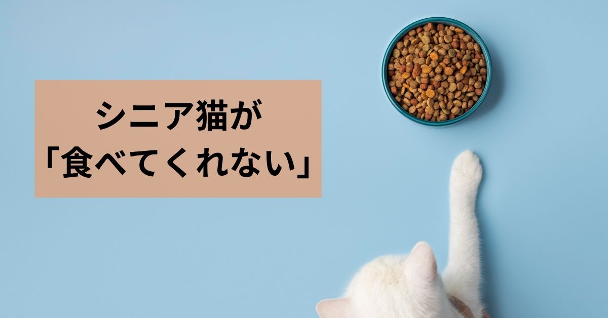 シニア猫が「食べてくれない」——その理由、知っていましたか？
