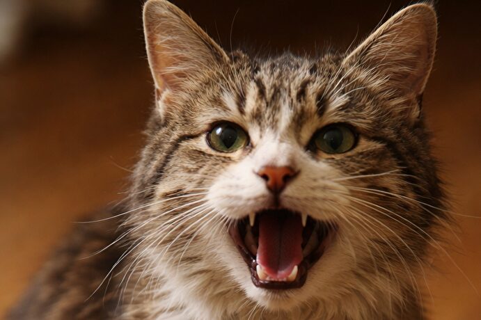 シニア猫が鳴きながら歩く原因6つ